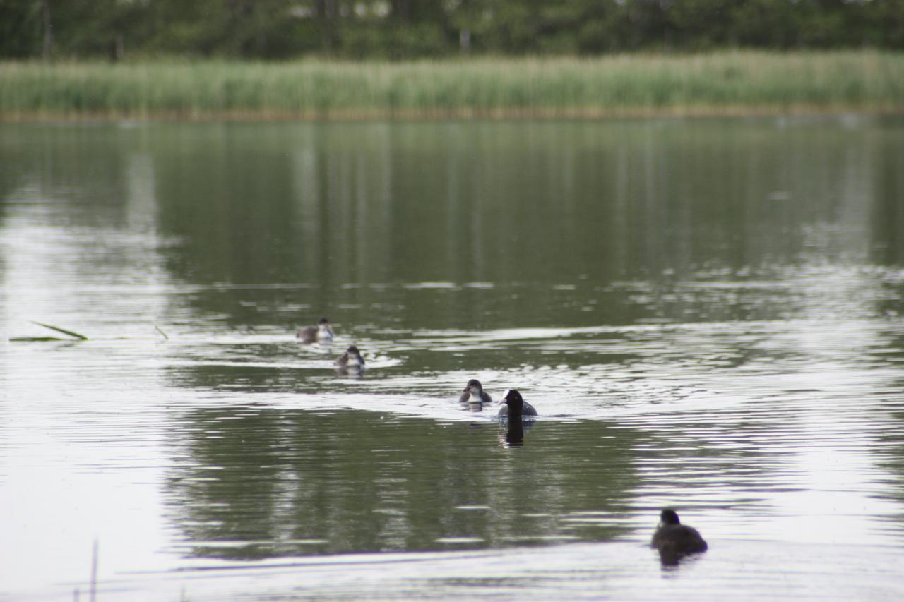 Kastanienhof Am Loppiner See Jabel Extérieur photo